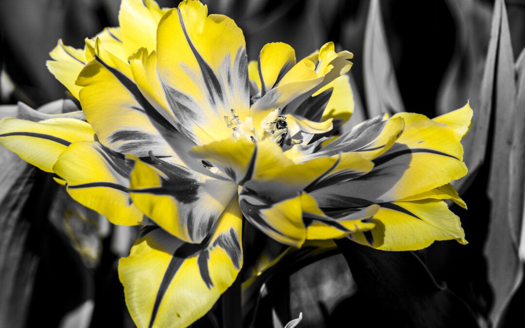 Chromatic Blooms: Painting Spring with Light